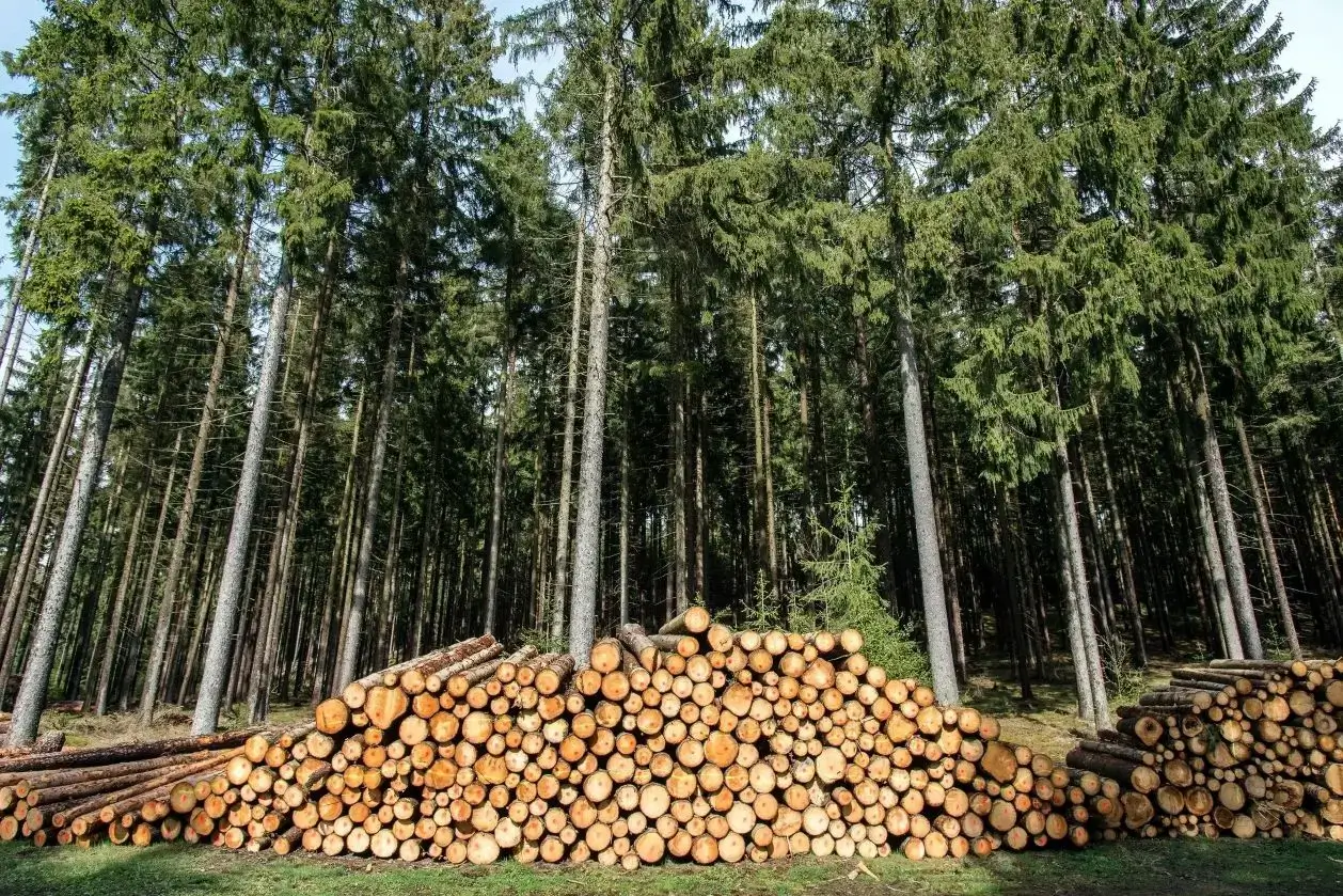 Stacked logs in front of tall trees.